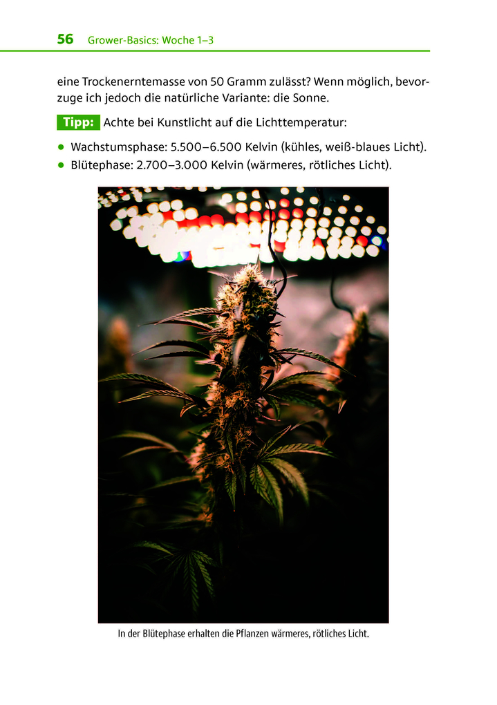 Weitere Ansicht: Cannabis zu Hause anbauen für Anfänger | Stefan Fischer