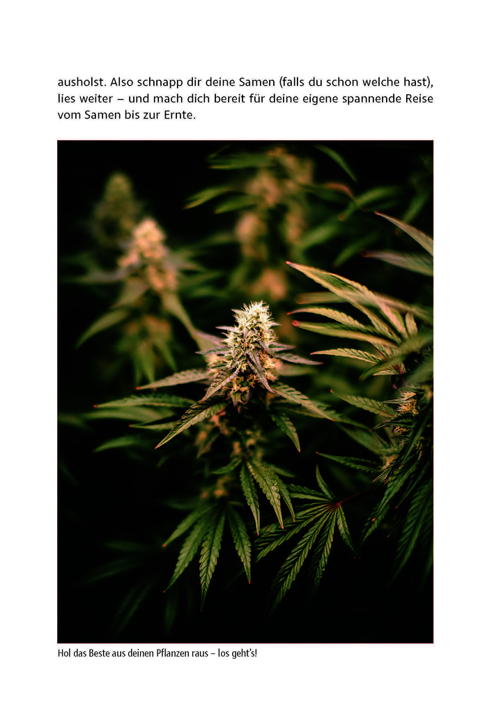 Weitere Ansicht: Cannabis zu Hause anbauen für Anfänger | Stefan Fischer