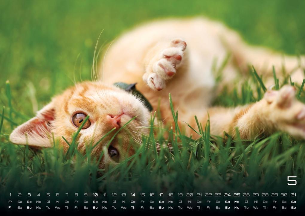 Weitere Ansicht: Miau Kids - kleine Tiger ganz groß - Der Katzenkalender - 2026 - Kalender DIN A3