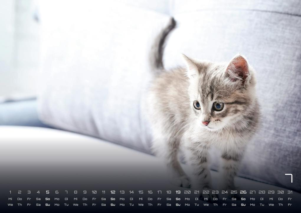 Weitere Ansicht: Miau Kids - kleine Tiger ganz groß - Der Katzenkalender - 2026 - Kalender DIN A3