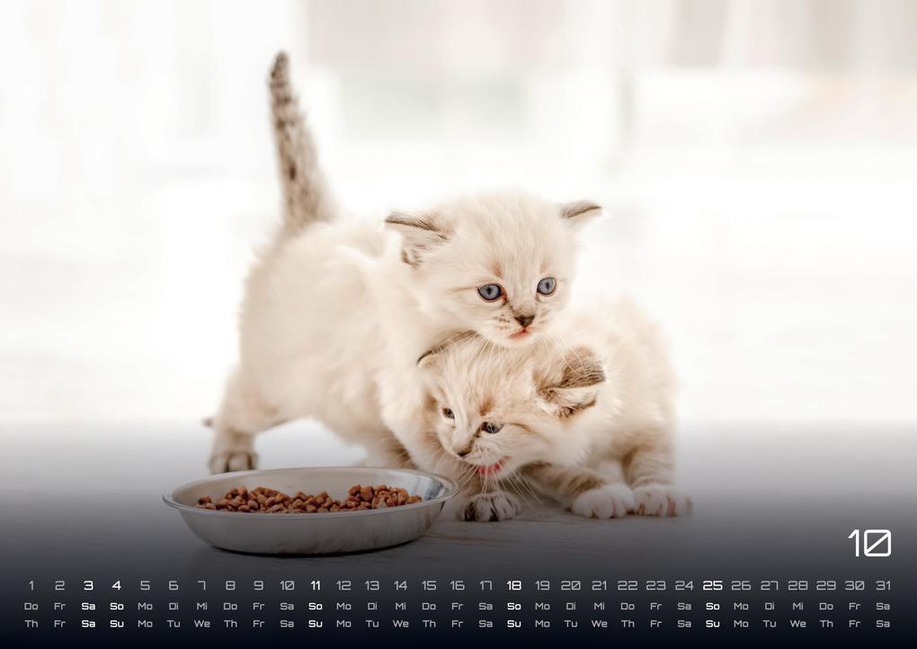 Weitere Ansicht: Miau Kids - kleine Tiger ganz groß - Der Katzenkalender - 2026 - Kalender DIN A3