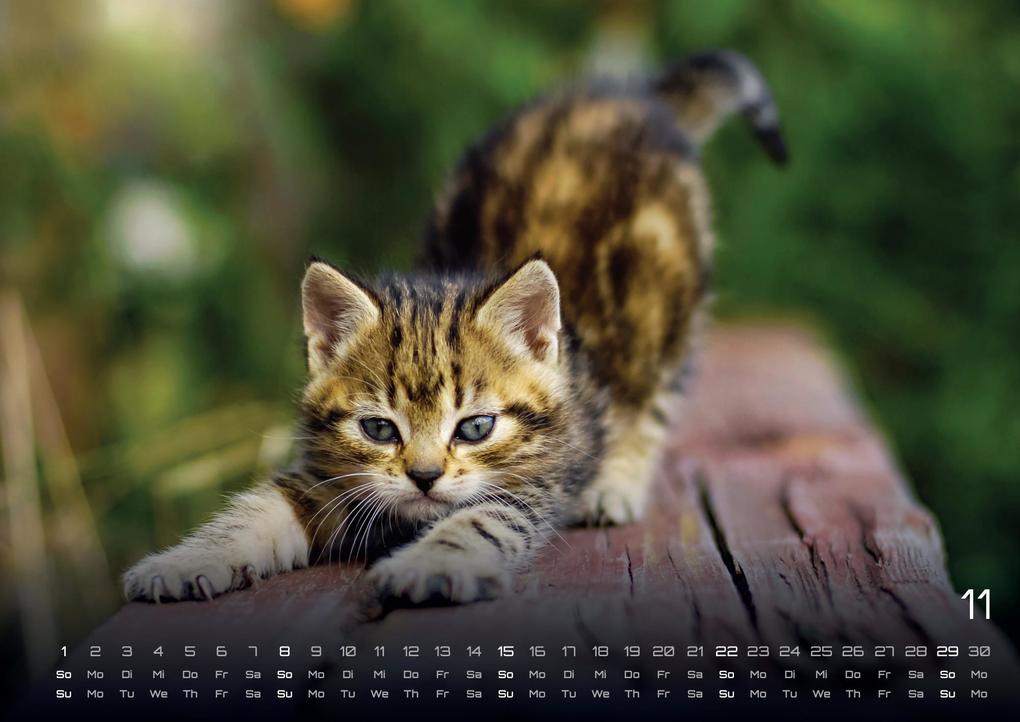 Weitere Ansicht: Miau Kids - kleine Tiger ganz groß - Der Katzenkalender - 2026 - Kalender DIN A3