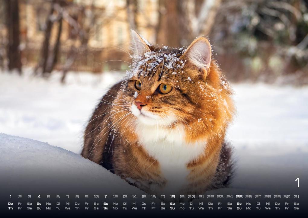 Weitere Ansicht: Miau - Unsere Stubentiger - Der Katzenkalender - 2026 - Kalender DIN A3