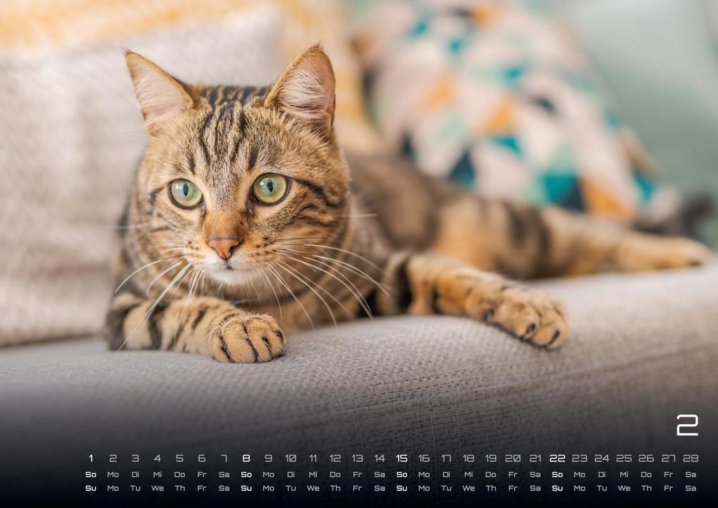 Weitere Ansicht: Miau - Unsere Stubentiger - Der Katzenkalender - 2026 - Kalender DIN A3