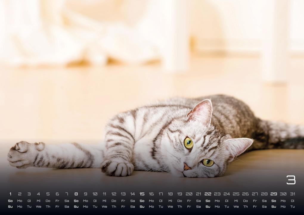 Weitere Ansicht: Miau - Unsere Stubentiger - Der Katzenkalender - 2026 - Kalender DIN A3