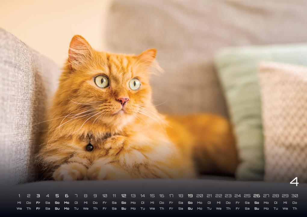 Weitere Ansicht: Miau - Unsere Stubentiger - Der Katzenkalender - 2026 - Kalender DIN A3