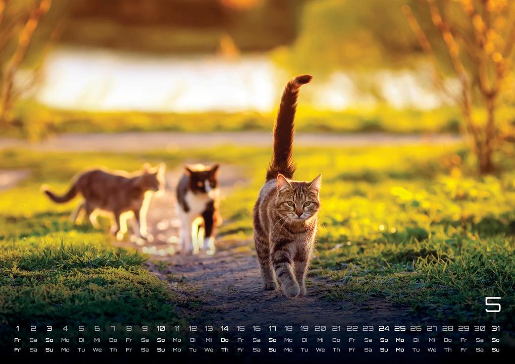 Weitere Ansicht: Miau - Unsere Stubentiger - Der Katzenkalender - 2026 - Kalender DIN A3