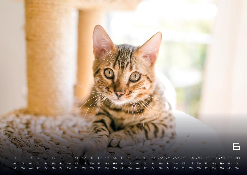 Weitere Ansicht: Miau - Unsere Stubentiger - Der Katzenkalender - 2026 - Kalender DIN A3