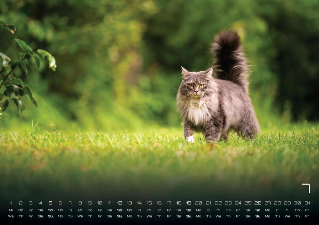 Weitere Ansicht: Miau - Unsere Stubentiger - Der Katzenkalender - 2026 - Kalender DIN A3