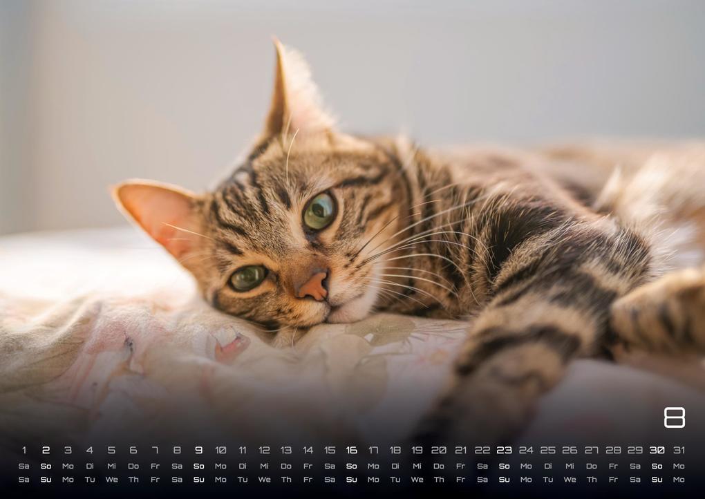 Weitere Ansicht: Miau - Unsere Stubentiger - Der Katzenkalender - 2026 - Kalender DIN A3
