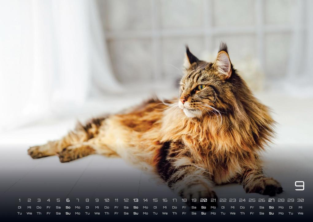 Weitere Ansicht: Miau - Unsere Stubentiger - Der Katzenkalender - 2026 - Kalender DIN A3