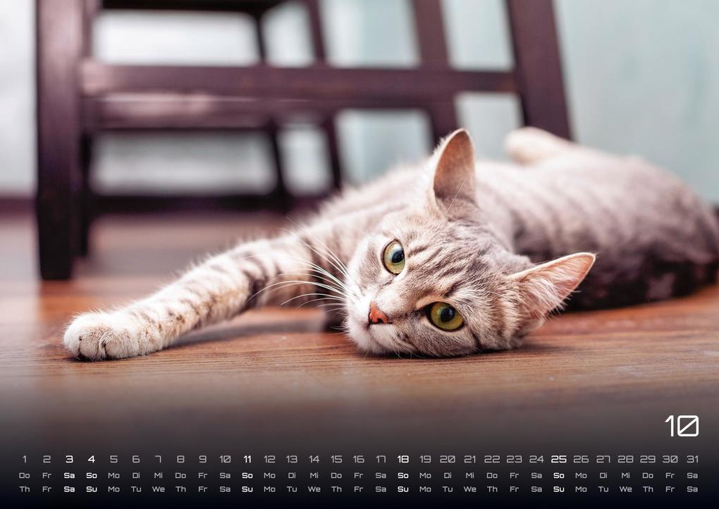 Weitere Ansicht: Miau - Unsere Stubentiger - Der Katzenkalender - 2026 - Kalender DIN A3
