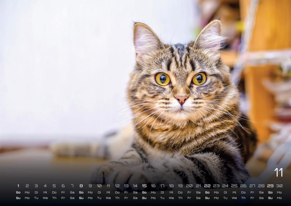 Weitere Ansicht: Miau - Unsere Stubentiger - Der Katzenkalender - 2026 - Kalender DIN A3
