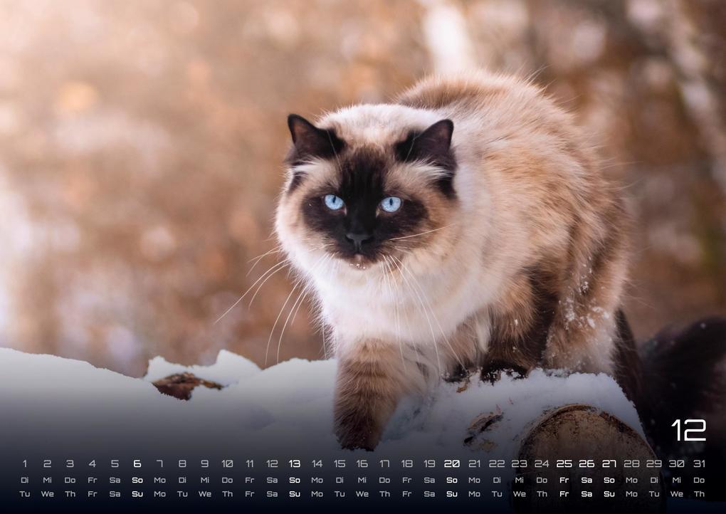 Weitere Ansicht: Miau - Unsere Stubentiger - Der Katzenkalender - 2026 - Kalender DIN A3