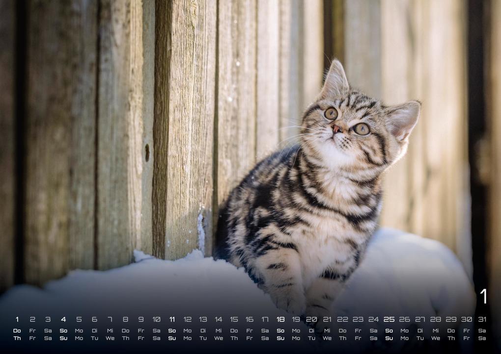 Weitere Ansicht: Miau Kids - kleine Tiger ganz groß - Der Katzenkalender - 2026 - Kalender DIN A2