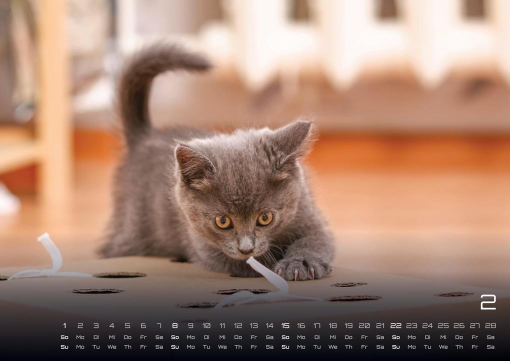 Weitere Ansicht: Miau Kids - kleine Tiger ganz groß - Der Katzenkalender - 2026 - Kalender DIN A2