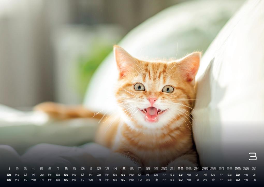Weitere Ansicht: Miau Kids - kleine Tiger ganz groß - Der Katzenkalender - 2026 - Kalender DIN A2