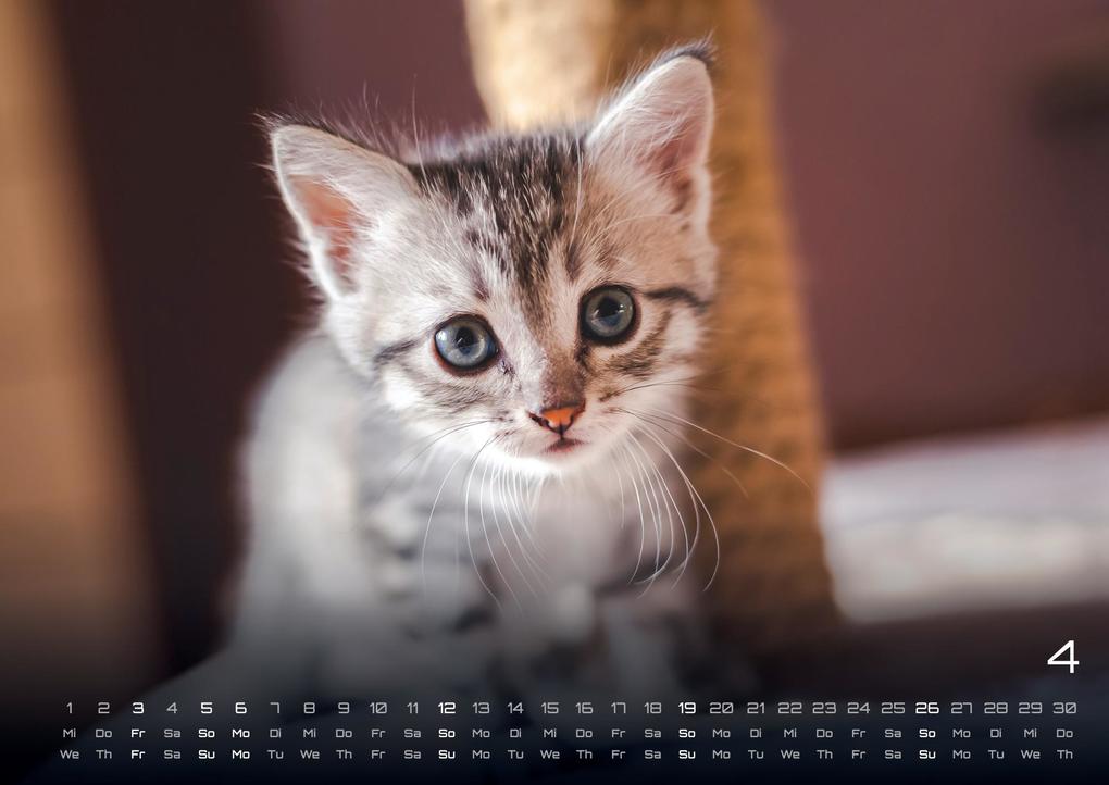 Weitere Ansicht: Miau Kids - kleine Tiger ganz groß - Der Katzenkalender - 2026 - Kalender DIN A2