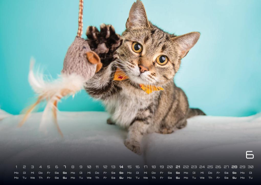 Weitere Ansicht: Miau Kids - kleine Tiger ganz groß - Der Katzenkalender - 2026 - Kalender DIN A2