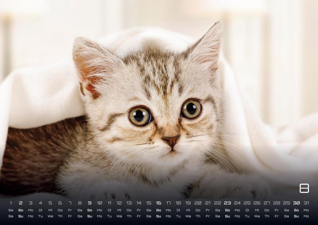 Weitere Ansicht: Miau Kids - kleine Tiger ganz groß - Der Katzenkalender - 2026 - Kalender DIN A2