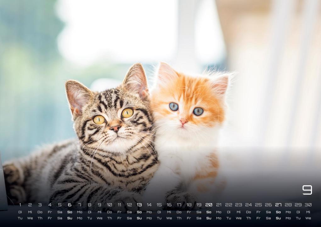 Weitere Ansicht: Miau Kids - kleine Tiger ganz groß - Der Katzenkalender - 2026 - Kalender DIN A2