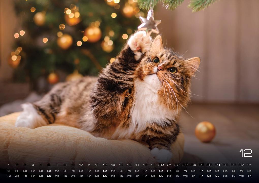 Weitere Ansicht: Miau Kids - kleine Tiger ganz groß - Der Katzenkalender - 2026 - Kalender DIN A2