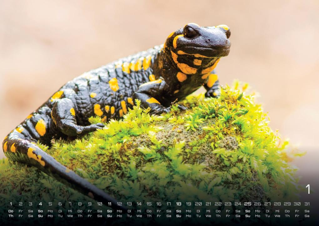Weitere Ansicht: Waldtiere - Heimische Waldbewohner - Der Tierkalender - 2026 - Kalender DIN A3