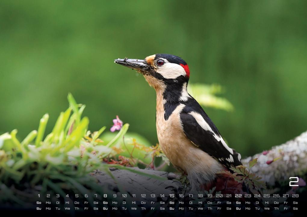 Weitere Ansicht: Waldtiere - Heimische Waldbewohner - Der Tierkalender - 2026 - Kalender DIN A3