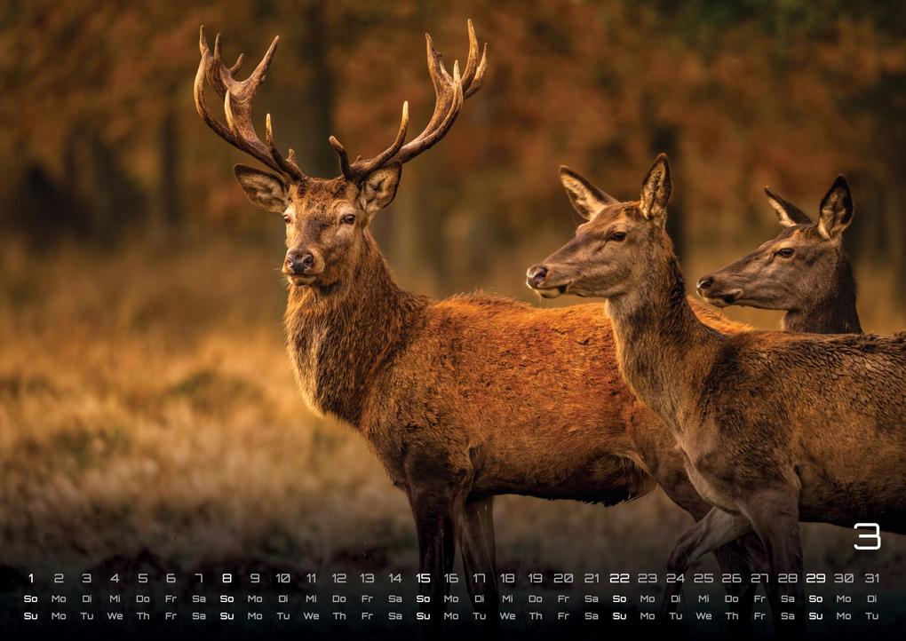 Weitere Ansicht: Waldtiere - Heimische Waldbewohner - Der Tierkalender - 2026 - Kalender DIN A3