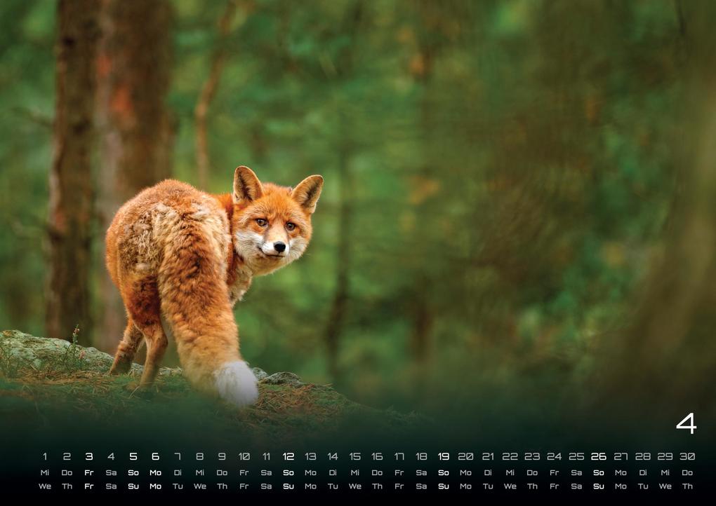 Weitere Ansicht: Waldtiere - Heimische Waldbewohner - Der Tierkalender - 2026 - Kalender DIN A3