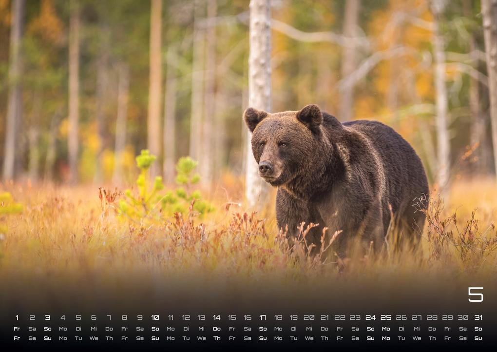Weitere Ansicht: Waldtiere - Heimische Waldbewohner - Der Tierkalender - 2026 - Kalender DIN A3