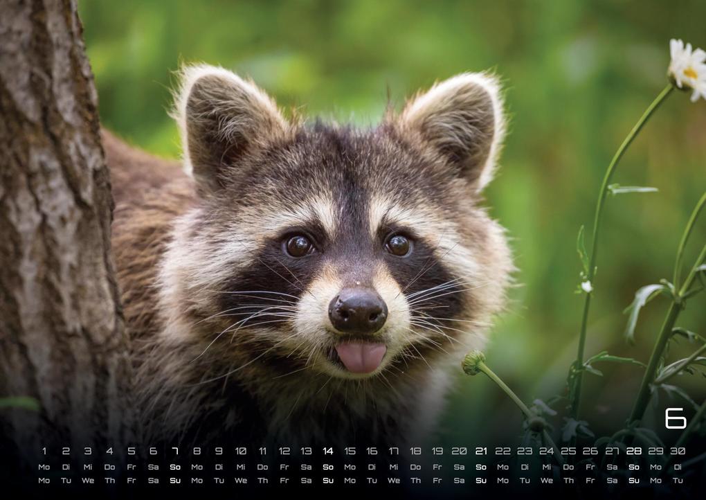 Weitere Ansicht: Waldtiere - Heimische Waldbewohner - Der Tierkalender - 2026 - Kalender DIN A3