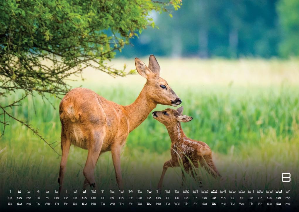 Weitere Ansicht: Waldtiere - Heimische Waldbewohner - Der Tierkalender - 2026 - Kalender DIN A3