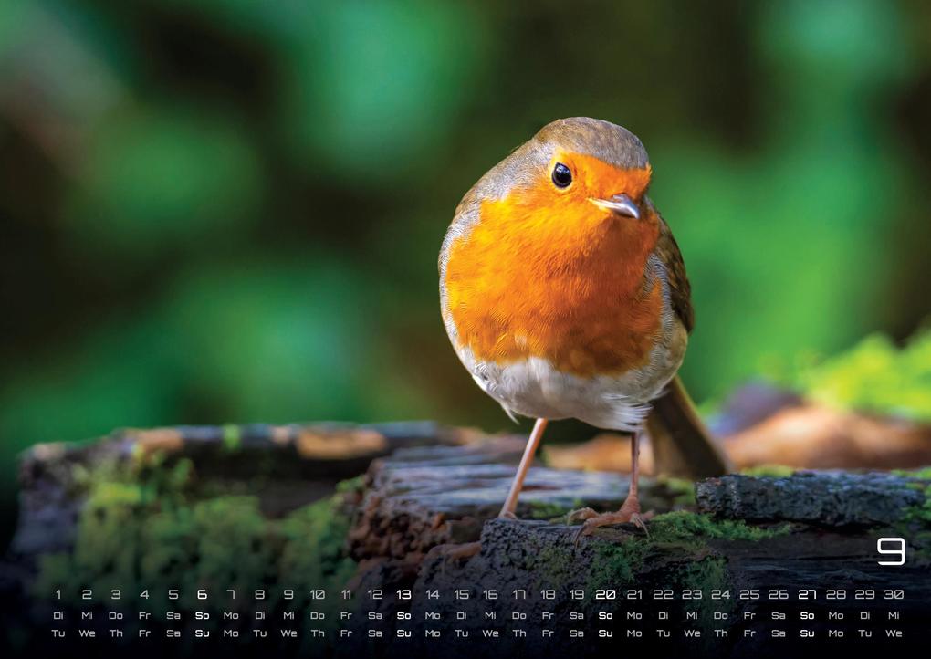 Weitere Ansicht: Waldtiere - Heimische Waldbewohner - Der Tierkalender - 2026 - Kalender DIN A3