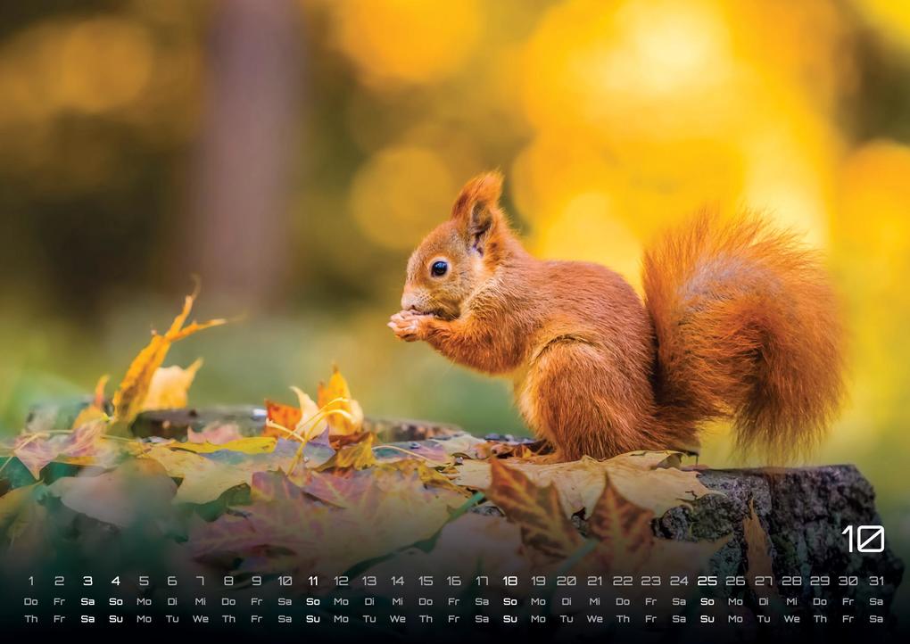 Weitere Ansicht: Waldtiere - Heimische Waldbewohner - Der Tierkalender - 2026 - Kalender DIN A3