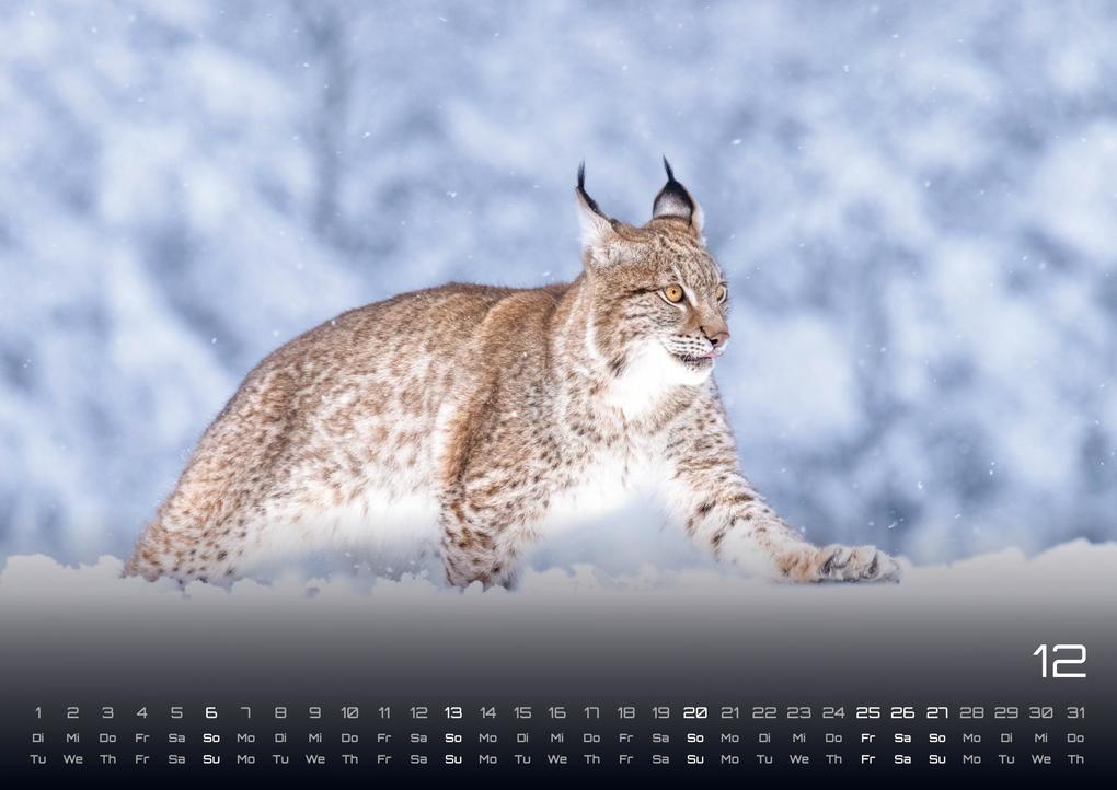 Weitere Ansicht: Waldtiere - Heimische Waldbewohner - Der Tierkalender - 2026 - Kalender DIN A3