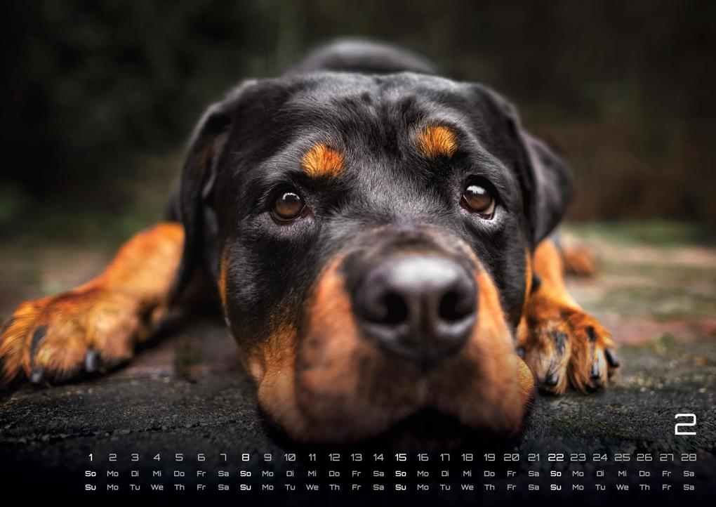 Weitere Ansicht: Wuff - Unsere Vierbeiner - Der Hundekalender - 2026 - Kalender DIN A3