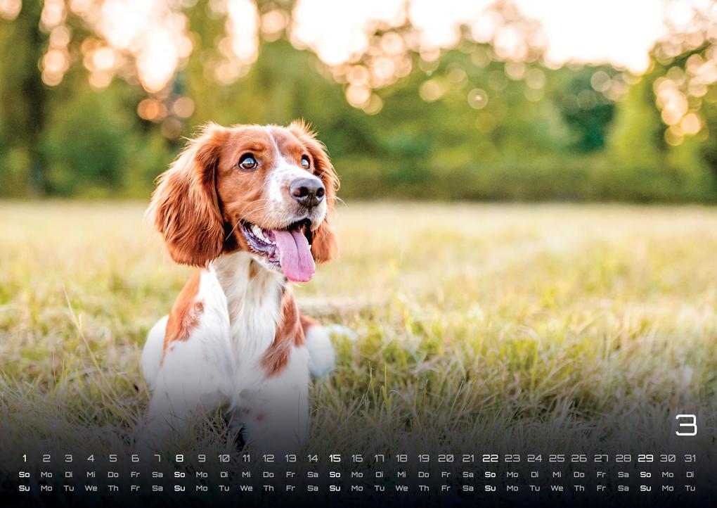 Weitere Ansicht: Wuff - Unsere Vierbeiner - Der Hundekalender - 2026 - Kalender DIN A3