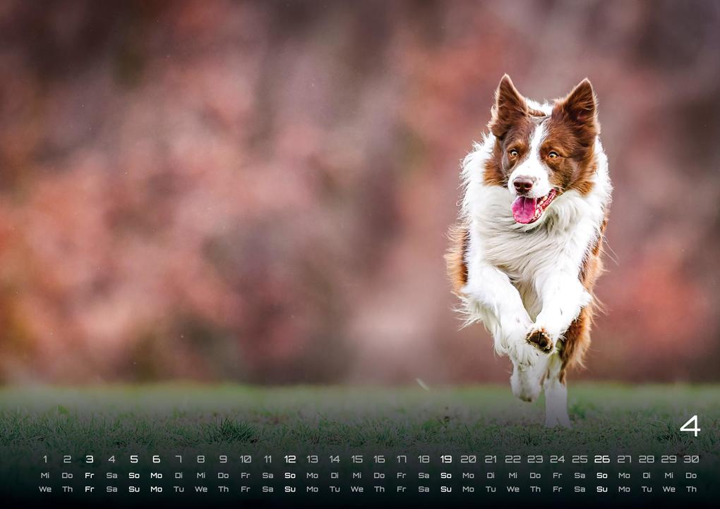 Weitere Ansicht: Wuff - Unsere Vierbeiner - Der Hundekalender - 2026 - Kalender DIN A3