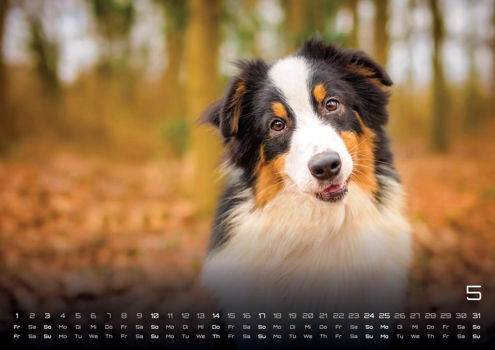 Weitere Ansicht: Wuff - Unsere Vierbeiner - Der Hundekalender - 2026 - Kalender DIN A3