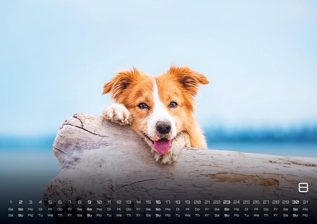 Weitere Ansicht: Wuff - Unsere Vierbeiner - Der Hundekalender - 2026 - Kalender DIN A3
