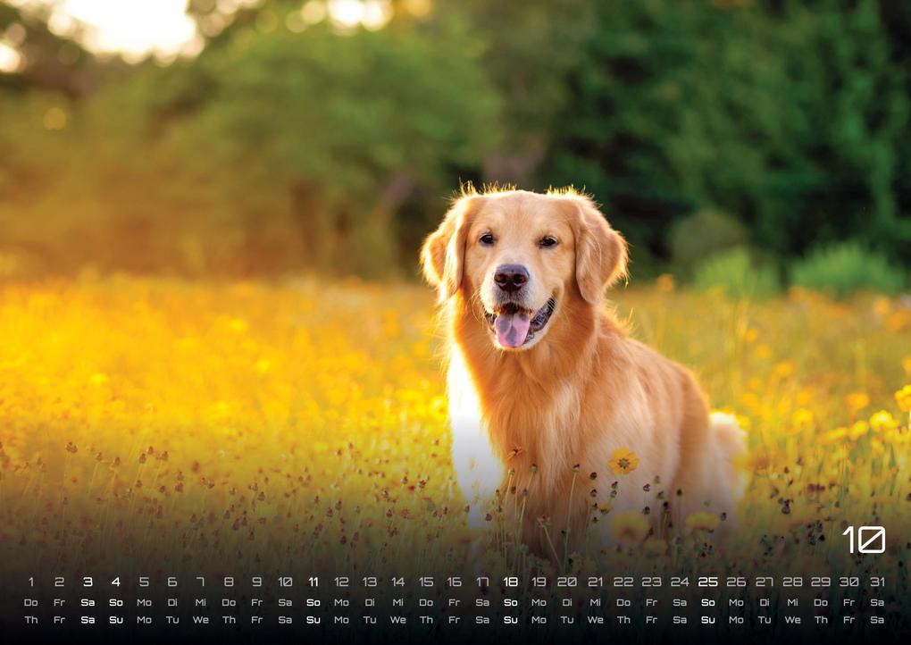 Weitere Ansicht: Wuff - Unsere Vierbeiner - Der Hundekalender - 2026 - Kalender DIN A3