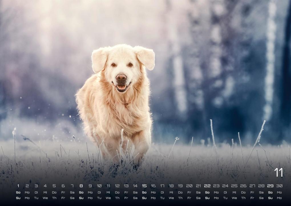 Weitere Ansicht: Wuff - Unsere Vierbeiner - Der Hundekalender - 2026 - Kalender DIN A3