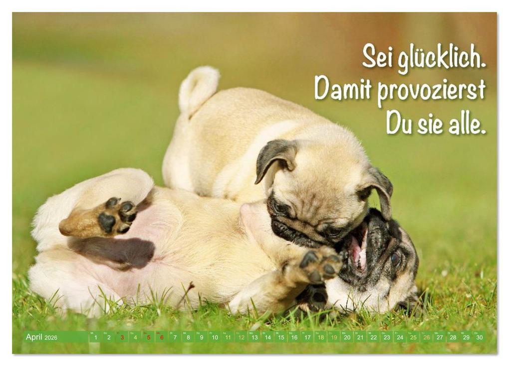 Weitere Ansicht: Lächeln mit Mops (Wandkalender 2026 DIN A4 quer), CALVENDO Monatskalender | CALVENDO CALVENDO, Calvendo