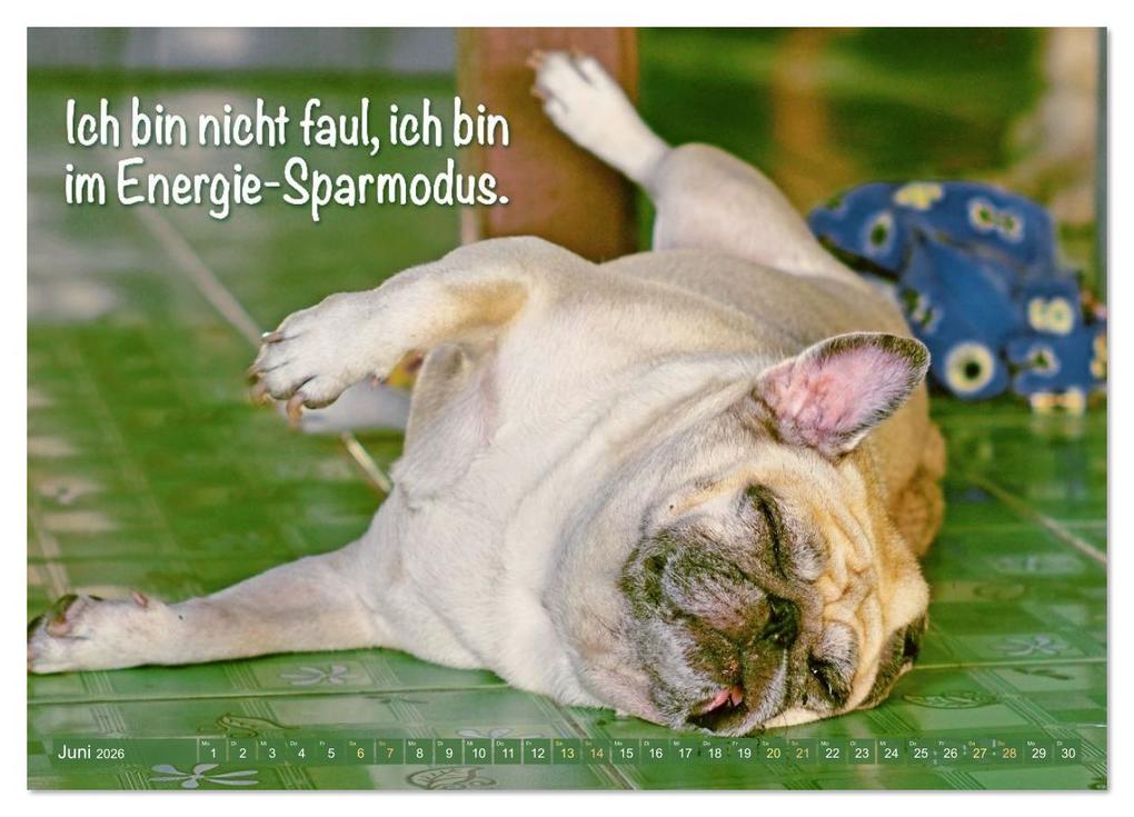 Weitere Ansicht: Lächeln mit Mops (Wandkalender 2026 DIN A4 quer), CALVENDO Monatskalender | CALVENDO CALVENDO, Calvendo