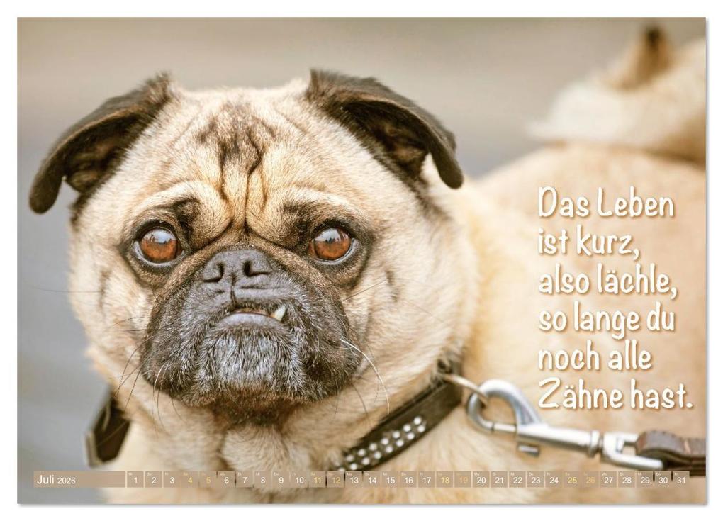 Weitere Ansicht: Lächeln mit Mops (Wandkalender 2026 DIN A4 quer), CALVENDO Monatskalender | CALVENDO CALVENDO, Calvendo