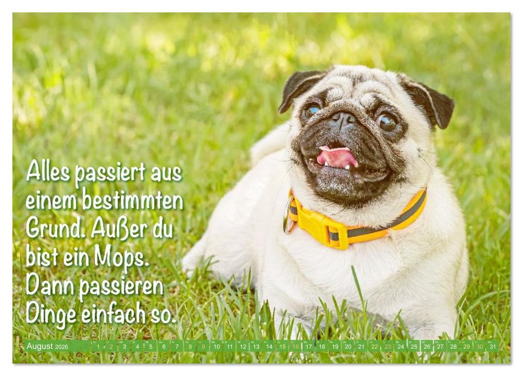Weitere Ansicht: Lächeln mit Mops (Wandkalender 2026 DIN A4 quer), CALVENDO Monatskalender | CALVENDO CALVENDO, Calvendo