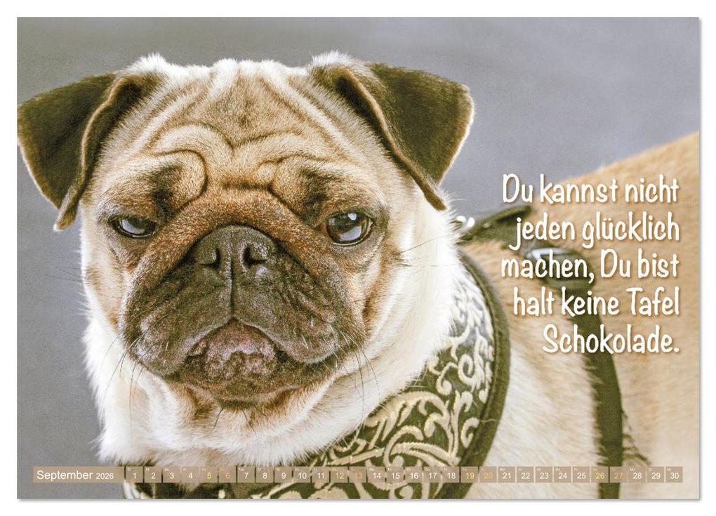 Weitere Ansicht: Lächeln mit Mops (Wandkalender 2026 DIN A4 quer), CALVENDO Monatskalender | CALVENDO CALVENDO, Calvendo
