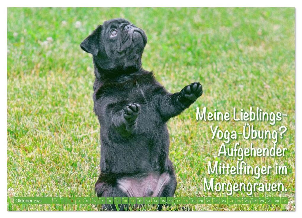 Weitere Ansicht: Lächeln mit Mops (Wandkalender 2026 DIN A4 quer), CALVENDO Monatskalender | CALVENDO CALVENDO, Calvendo