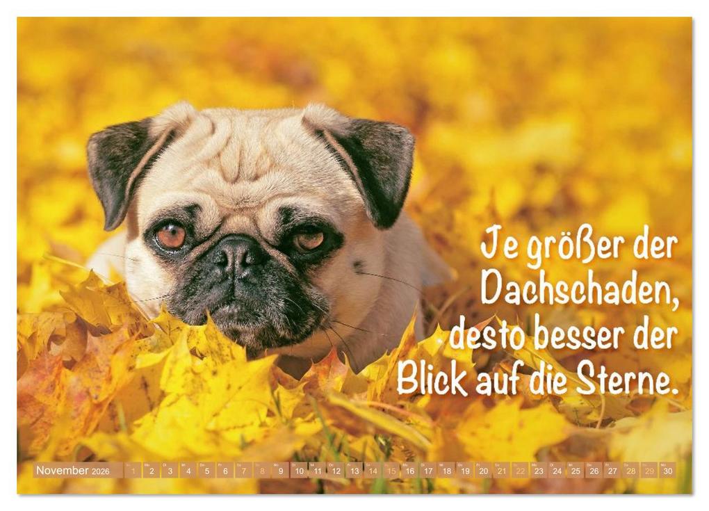 Weitere Ansicht: Lächeln mit Mops (Wandkalender 2026 DIN A4 quer), CALVENDO Monatskalender | CALVENDO CALVENDO, Calvendo